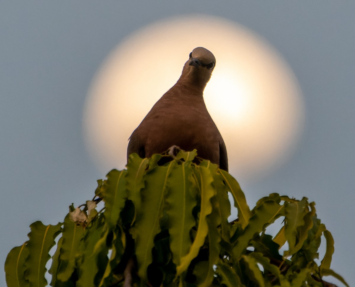 Red-eyed Dove - ML619021875