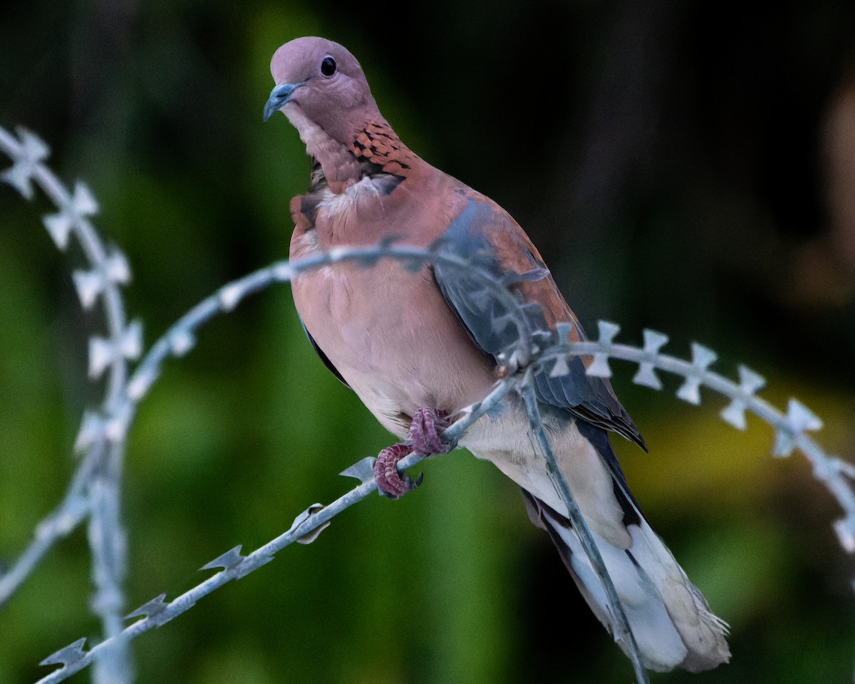 Laughing Dove - ML619021879