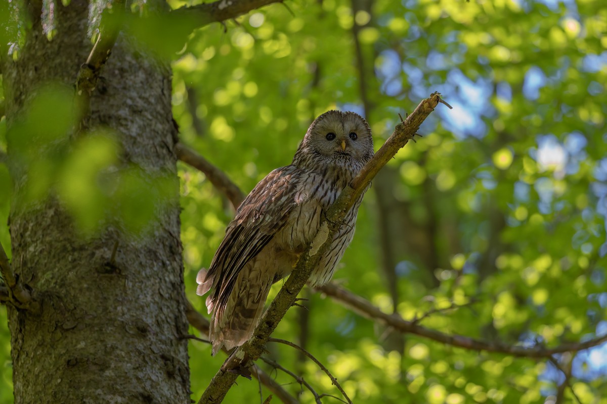 Ural Owl - Mario Vigo