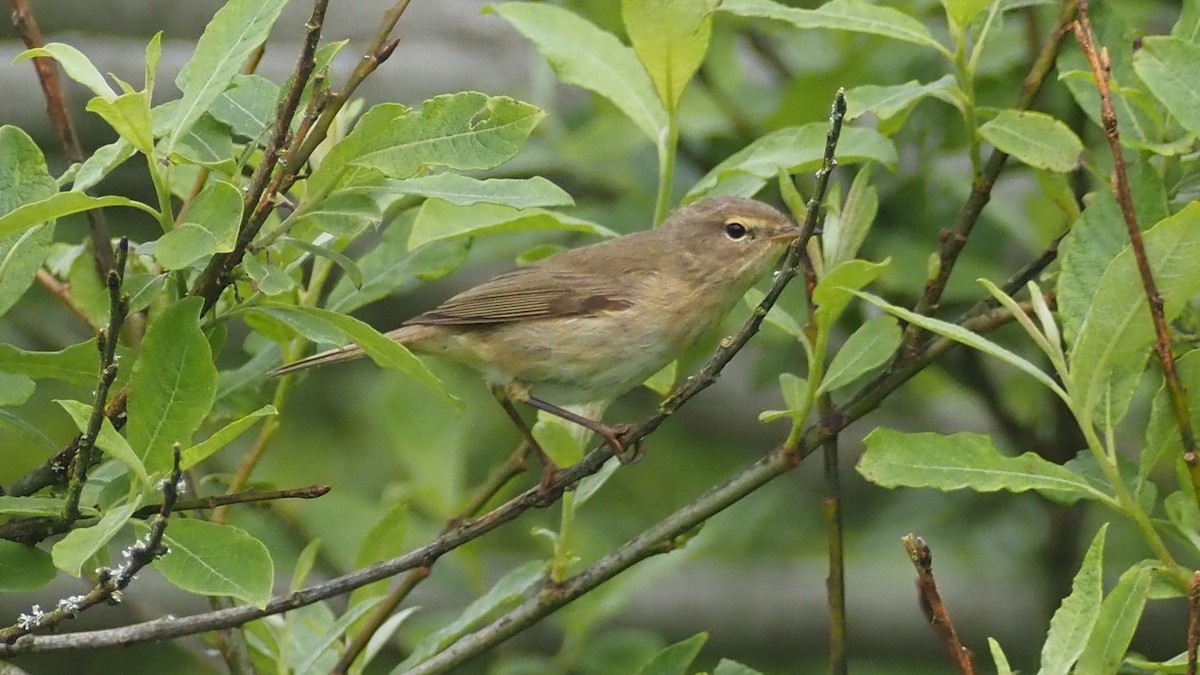 Common Chiffchaff - Bez Bezuidenhout