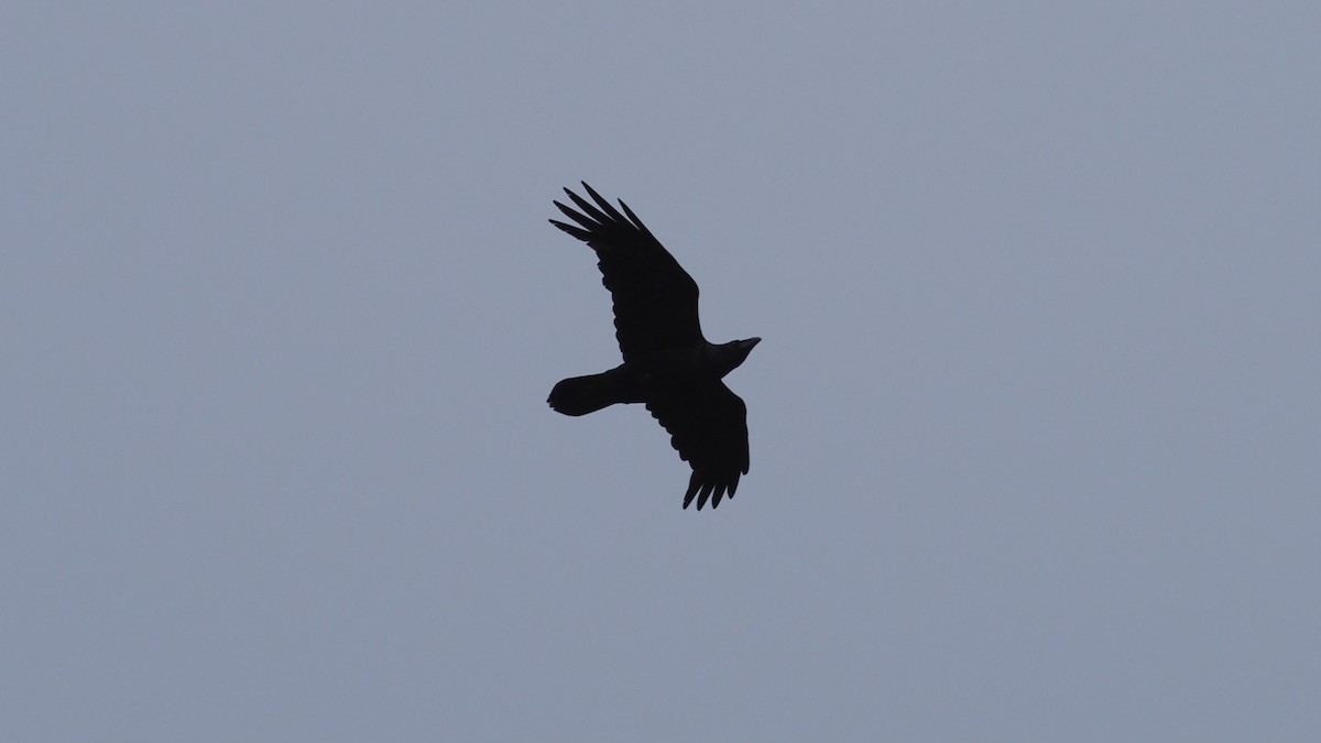 Common Raven - Bez Bezuidenhout