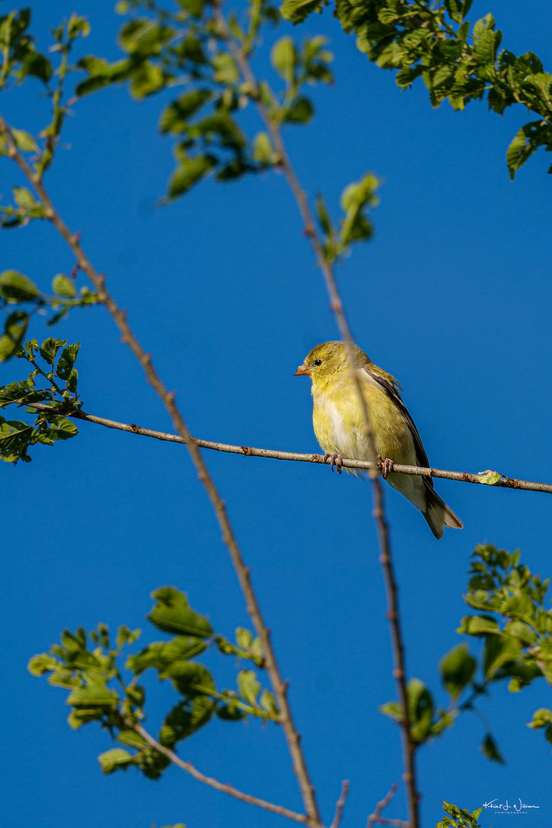 Pine Warbler - Khürt Williams