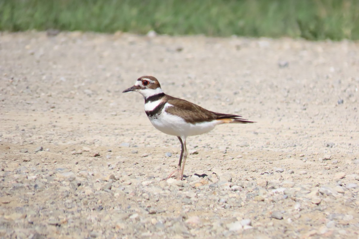 Killdeer - Shane Dollman