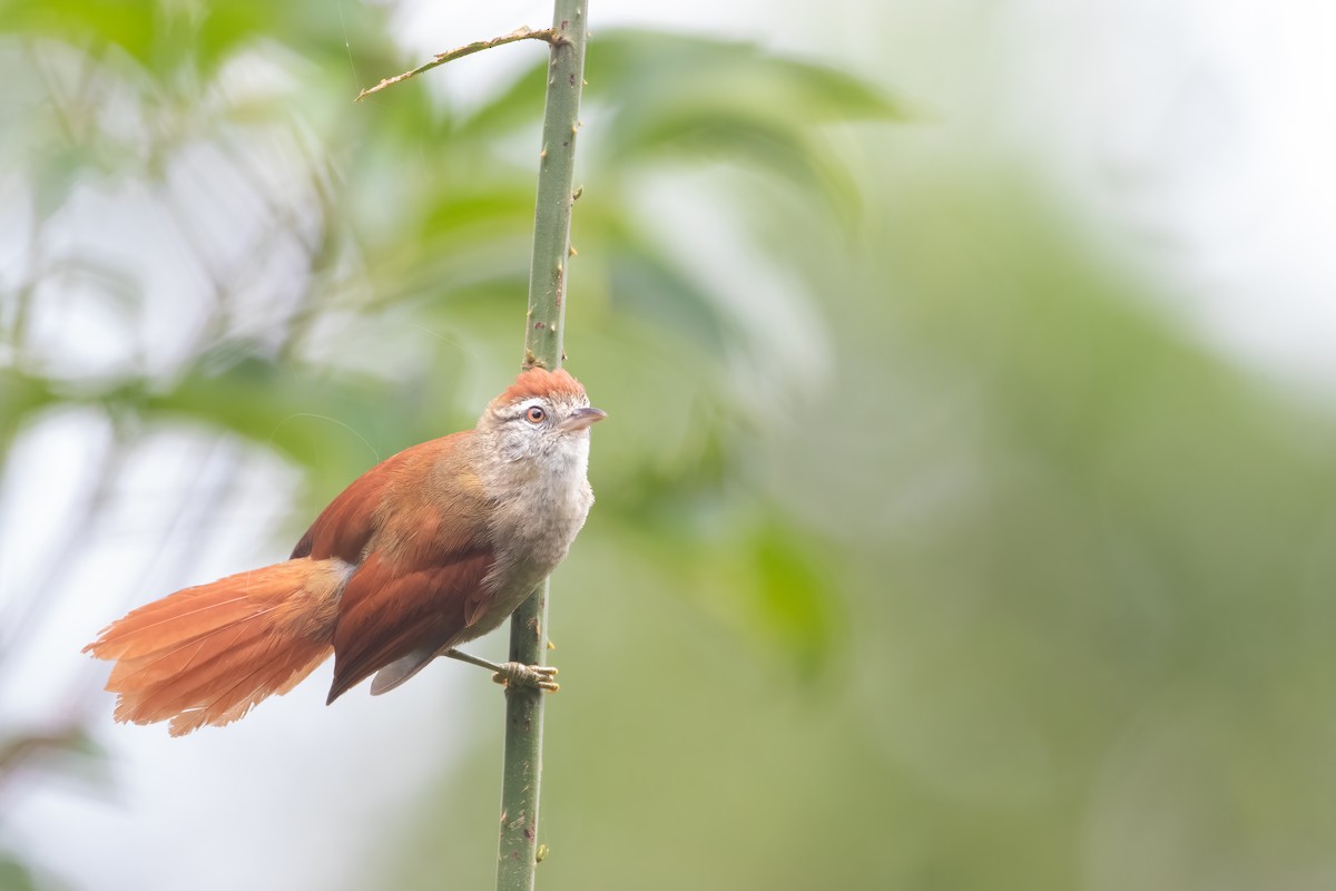 Rusty-backed Spinetail - Jhonathan Miranda - Wandering Venezuela Birding Expeditions