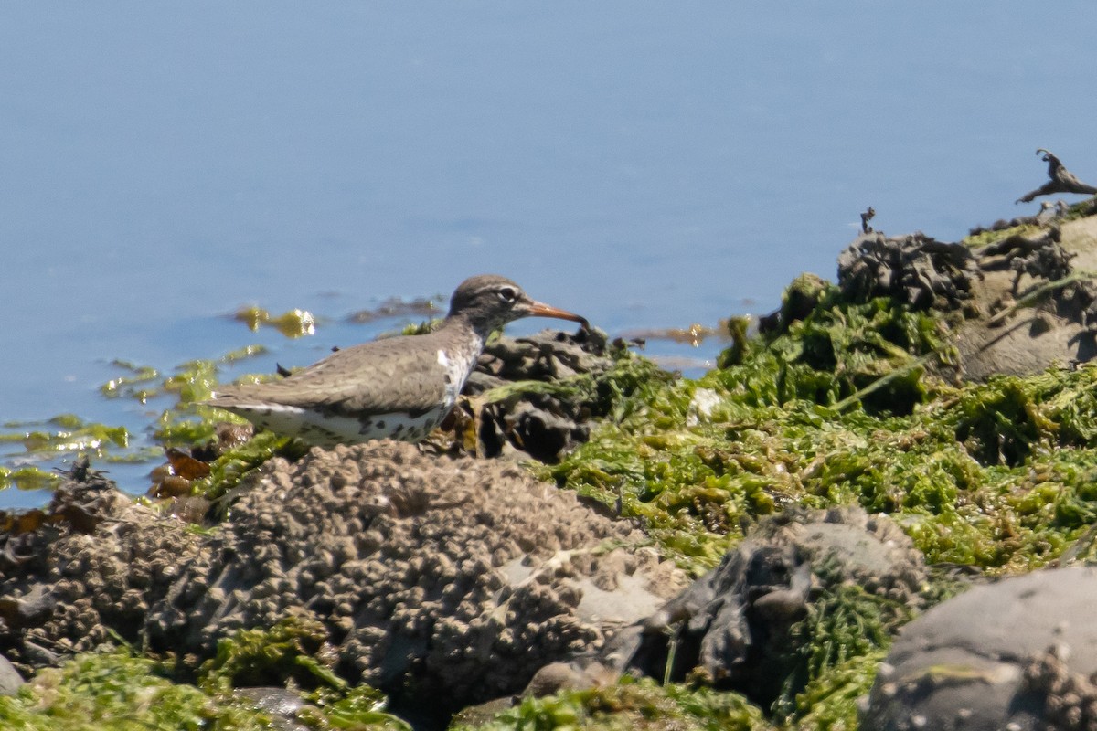 Spotted Sandpiper - ML619021976