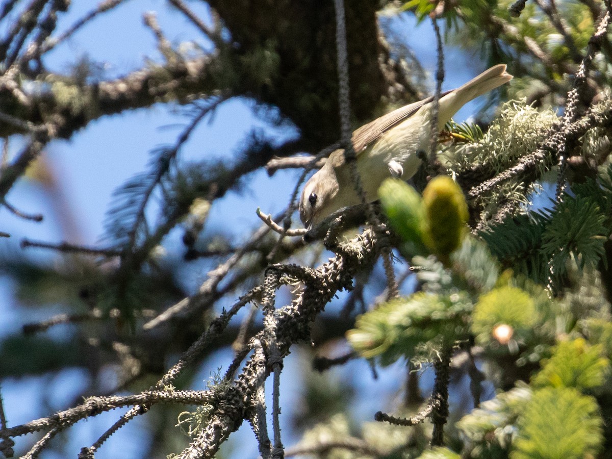 Warbling Vireo - Audrey Addison