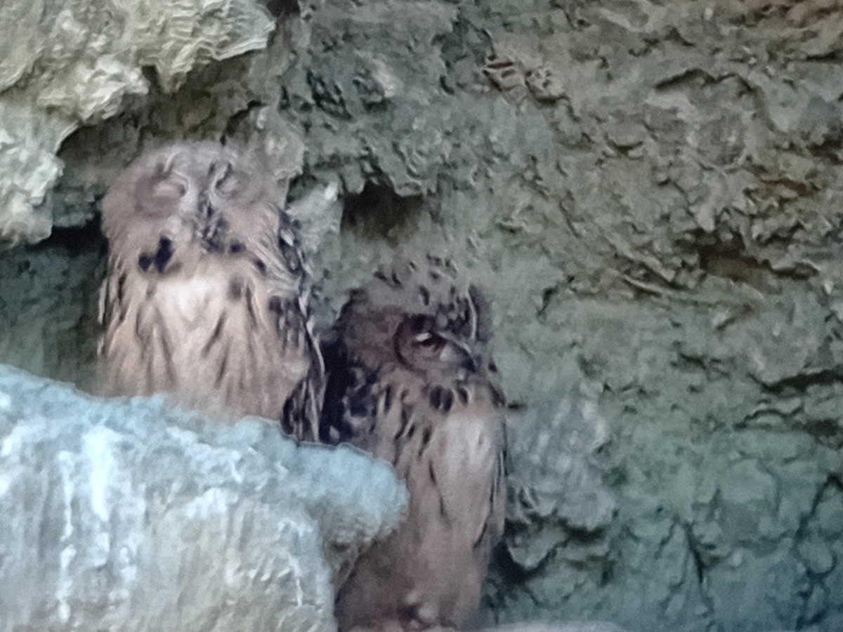 Eurasian Eagle-Owl - garcia de los rios loshuertos