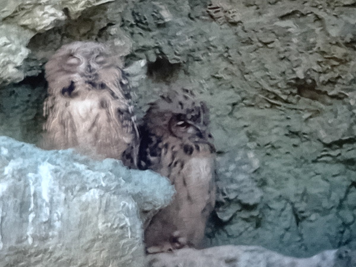 Eurasian Eagle-Owl - garcia de los rios loshuertos