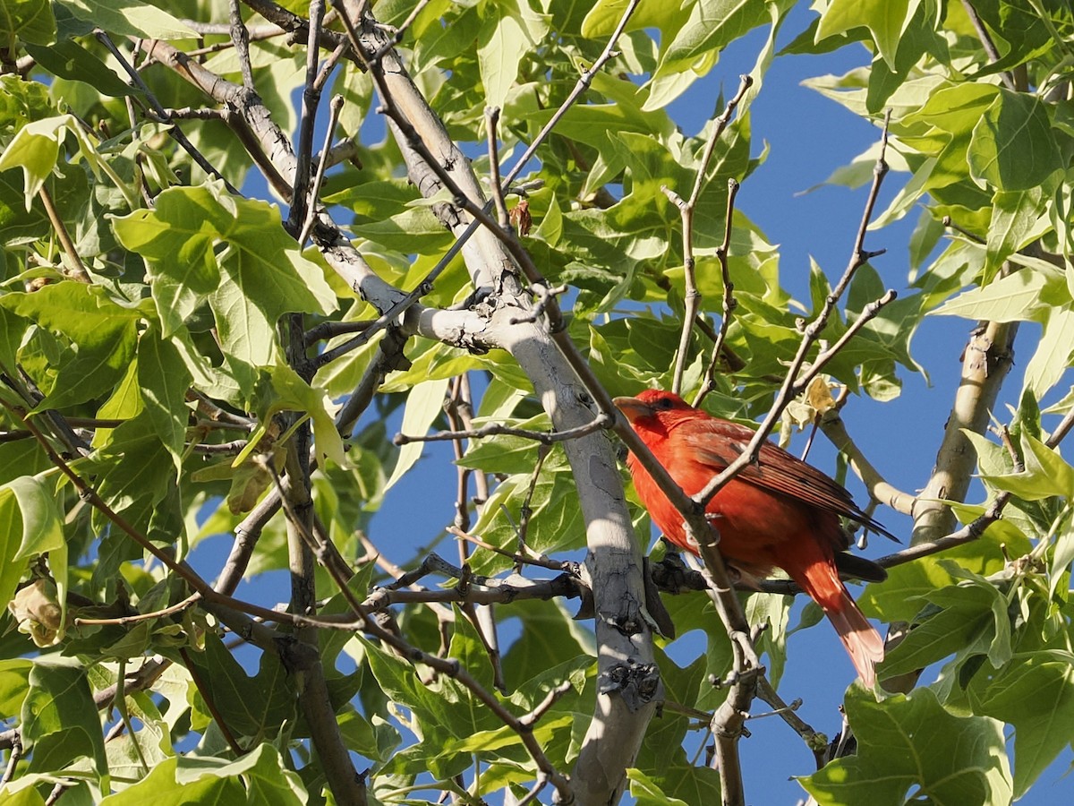 Summer Tanager - Jeffery Sole
