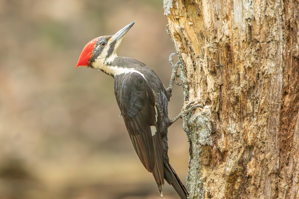 Pileated Woodpecker - ML619022090