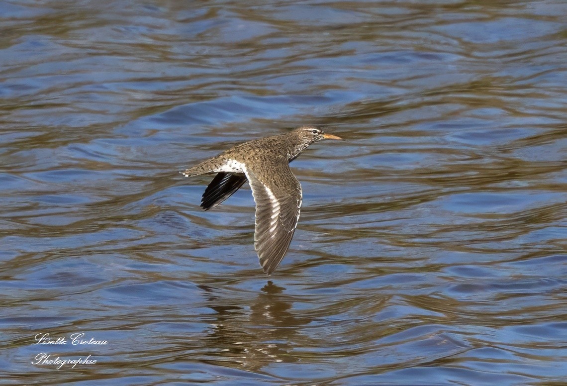 Spotted Sandpiper - Lisette Croteau