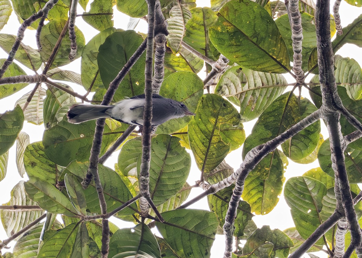 Inambari Gnatcatcher - ML619022103