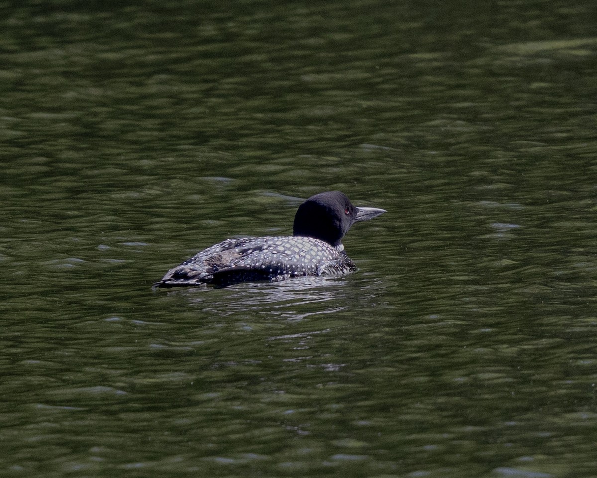 Common Loon - Dixie Sommers