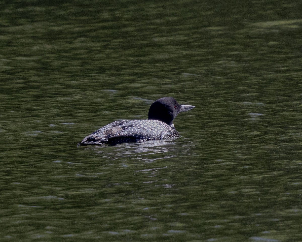 Plongeon huard - ML619022114