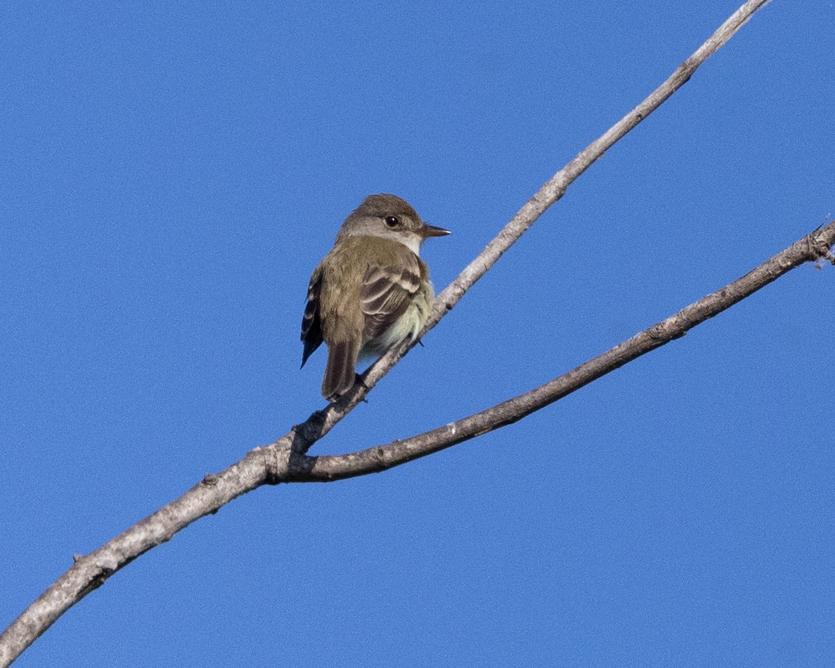 Willow Flycatcher - Dixie Sommers