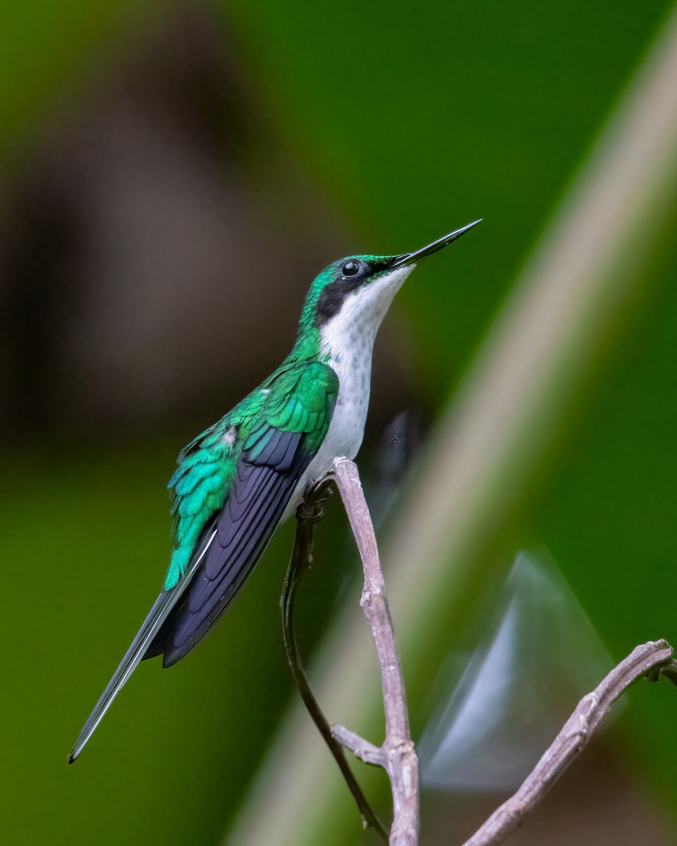 Grünstirn-Schmuckkolibri - ML619022123