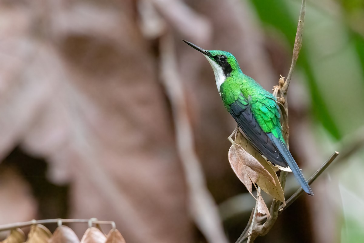 Black-eared Fairy - Jhonathan Miranda - Wandering Venezuela Birding Expeditions