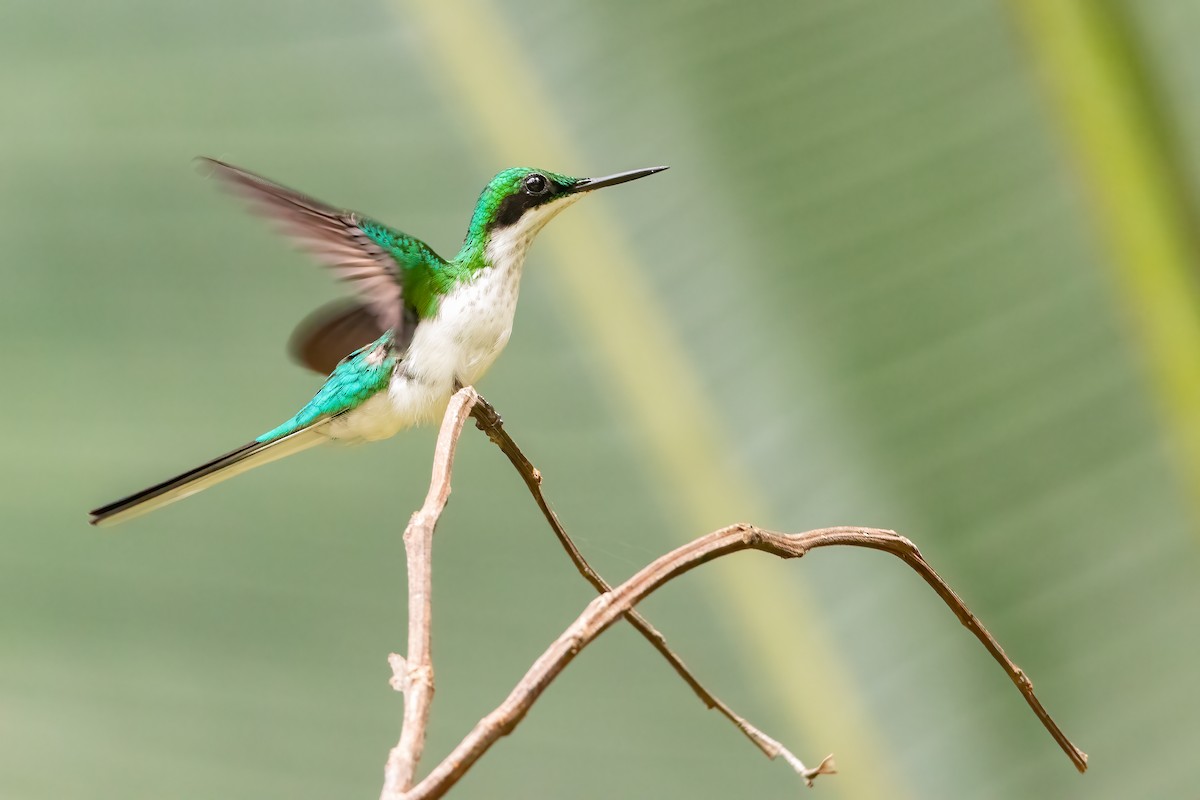 Black-eared Fairy - Jhonathan Miranda - Wandering Venezuela Birding Expeditions