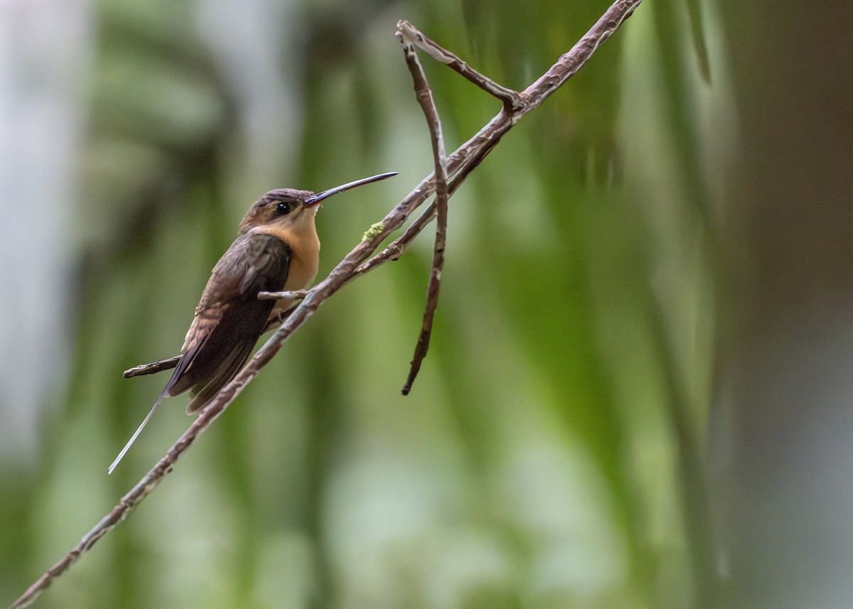 Needle-billed Hermit - ML619022128