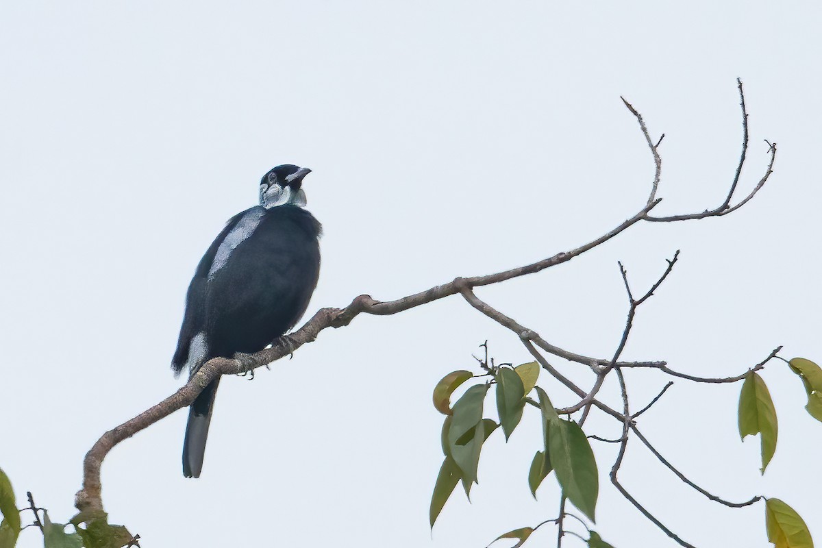 Bare-necked Fruitcrow - ML619022140