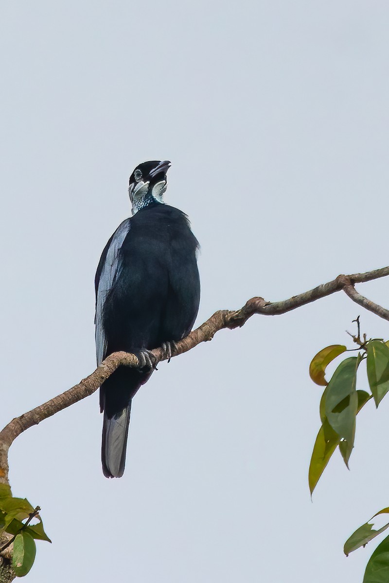 Bare-necked Fruitcrow - ML619022141