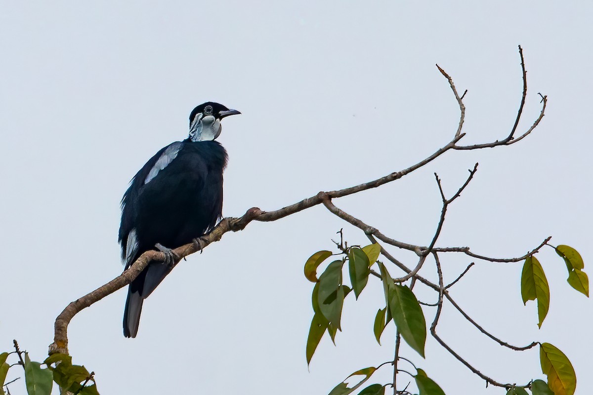 Bare-necked Fruitcrow - ML619022142