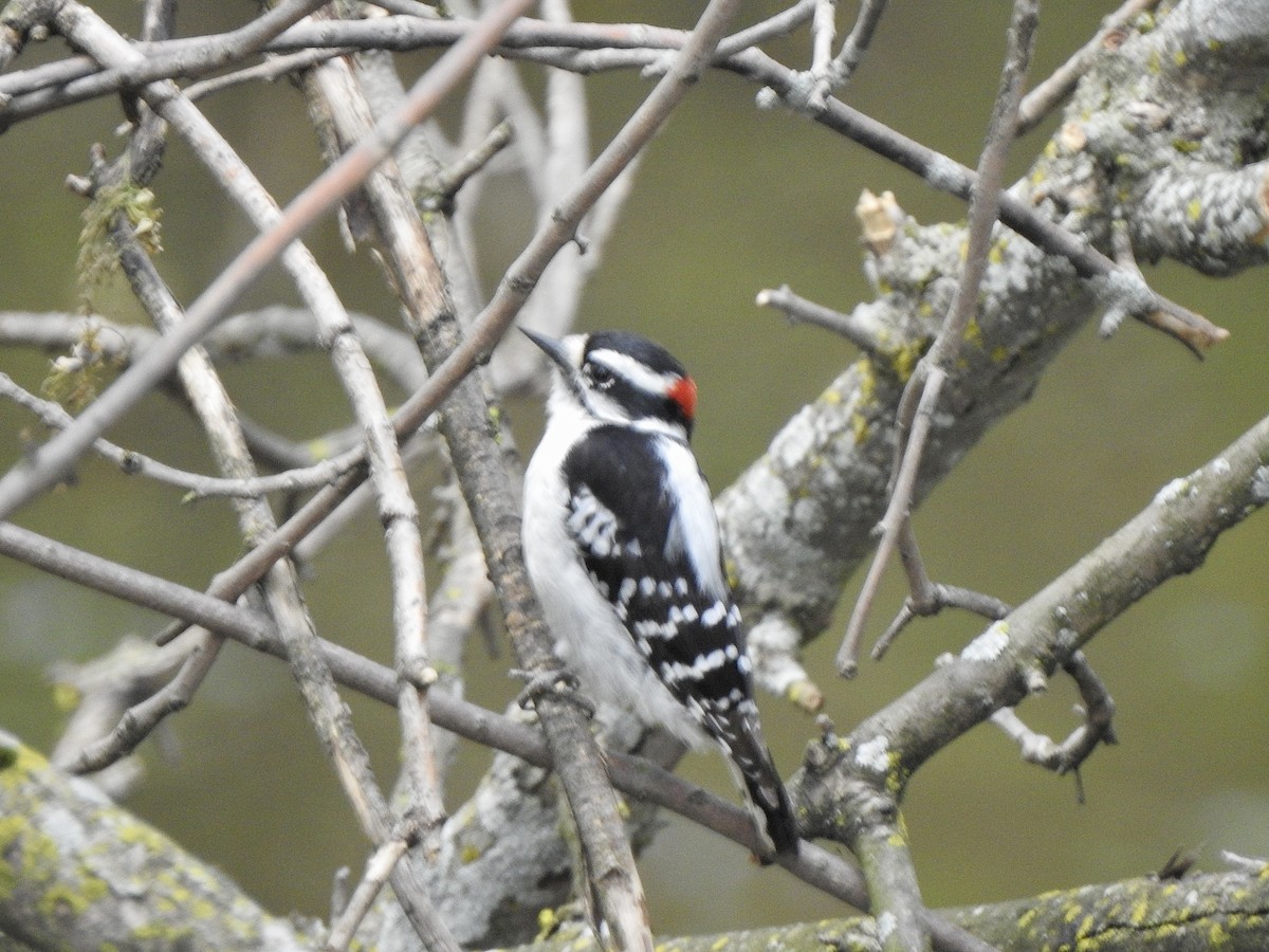 Downy Woodpecker - Rejean Brouillard