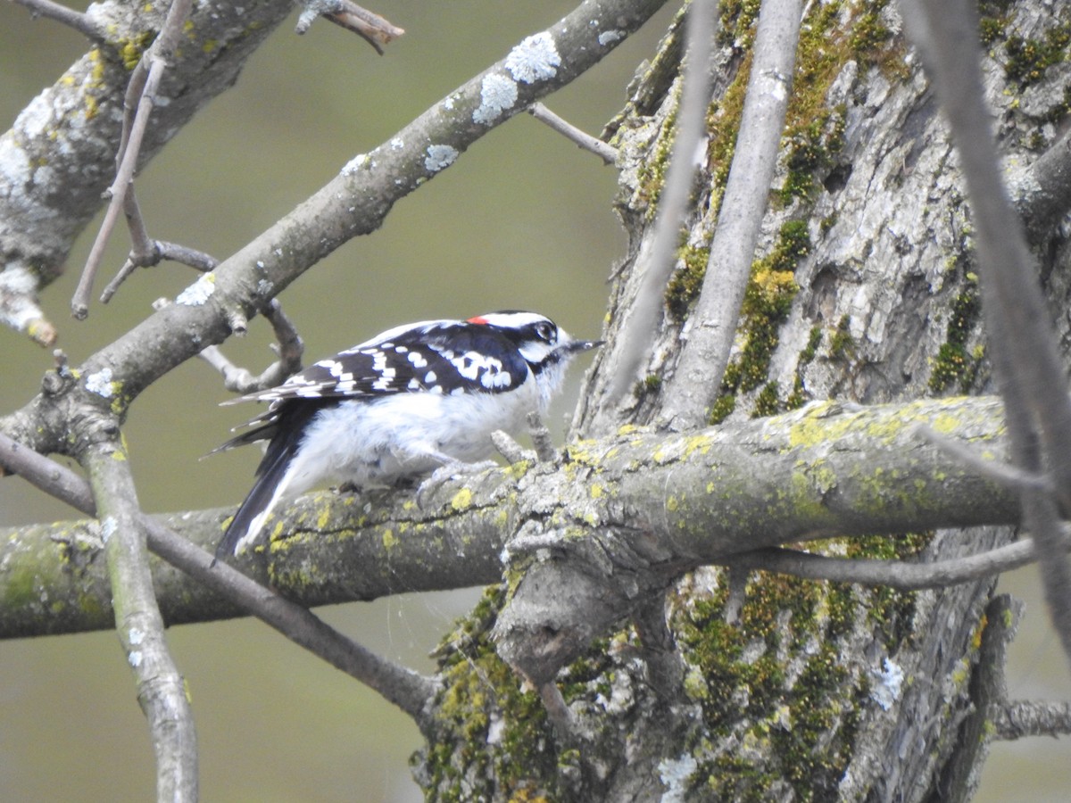 Downy Woodpecker - ML619022145