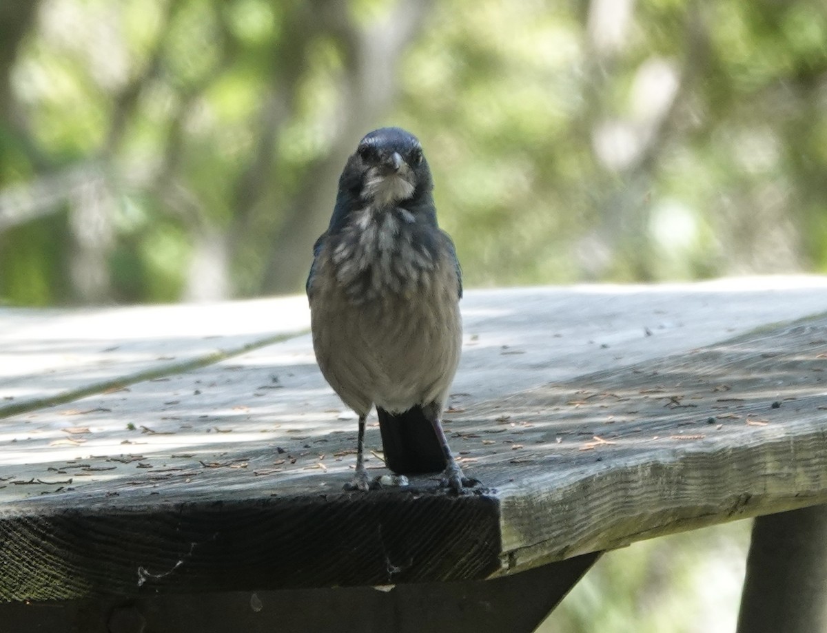 Woodhouse's Scrub-Jay - ML619022146