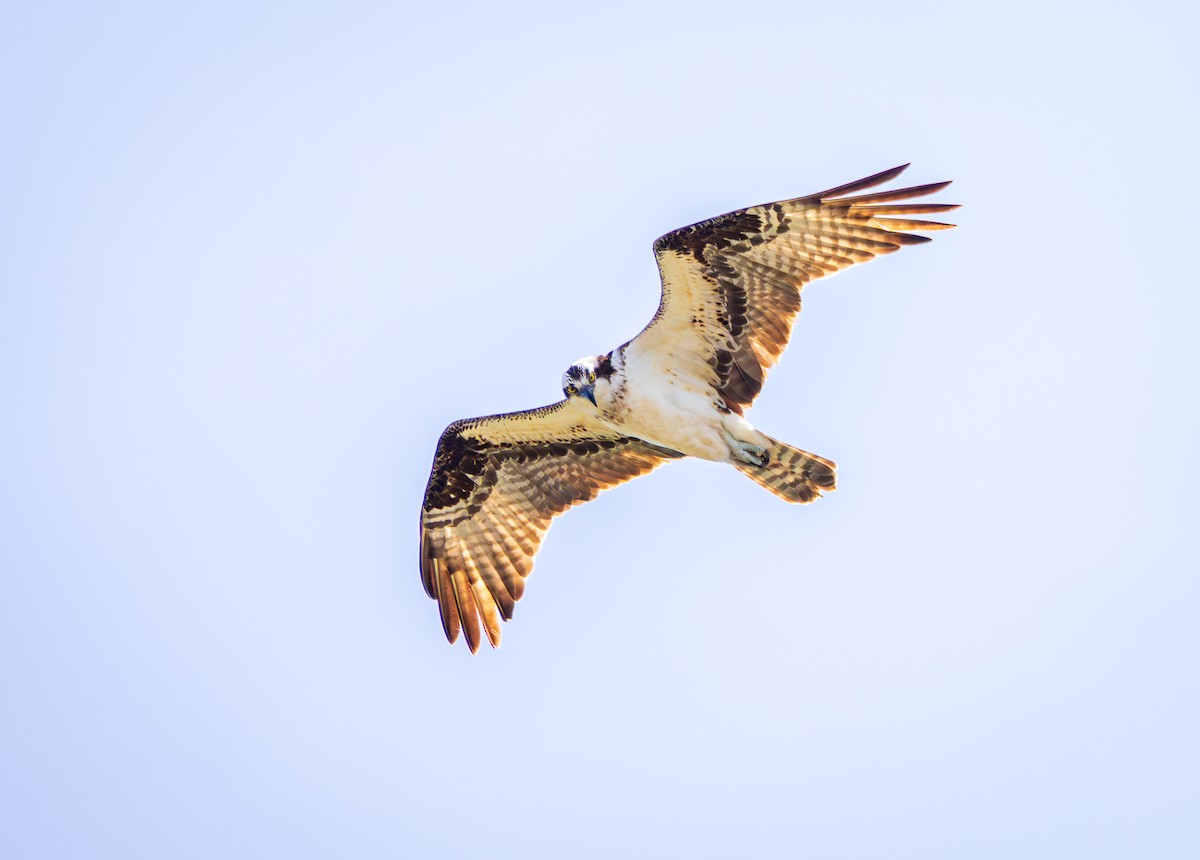 Osprey - Juan Melli