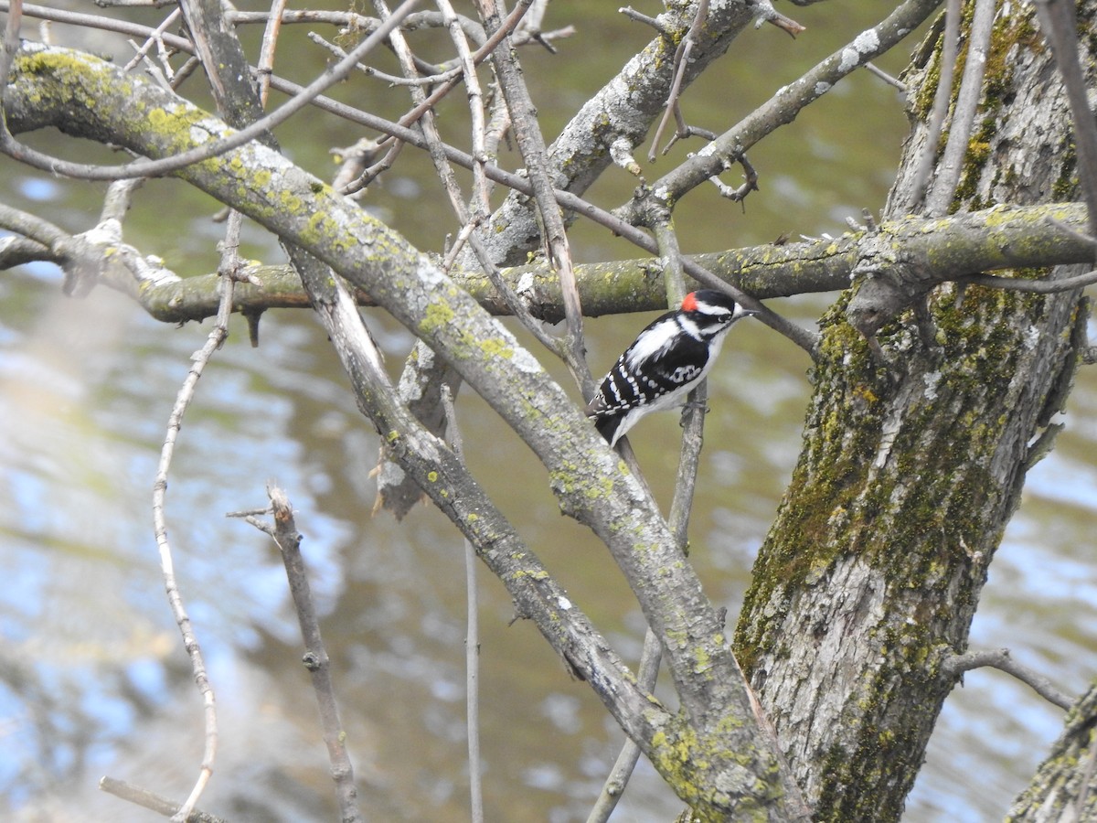 Downy Woodpecker - ML619022183