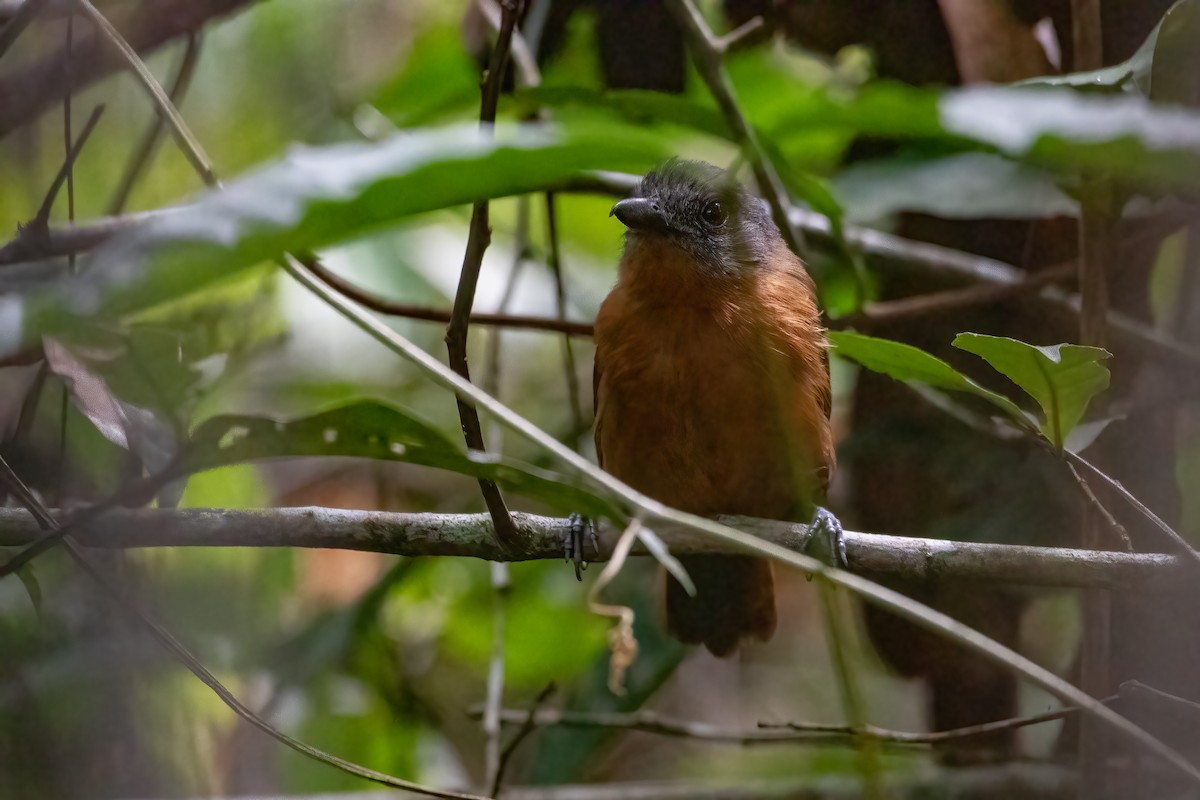 Blackish-gray Antshrike - Jhonathan Miranda - Wandering Venezuela Birding Expeditions