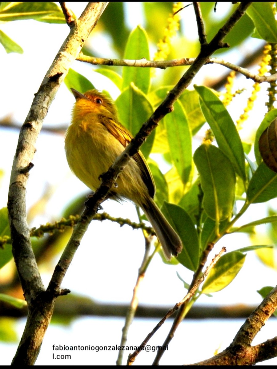 Ochre-lored Flatbill - Fabio Antonio González Anaya