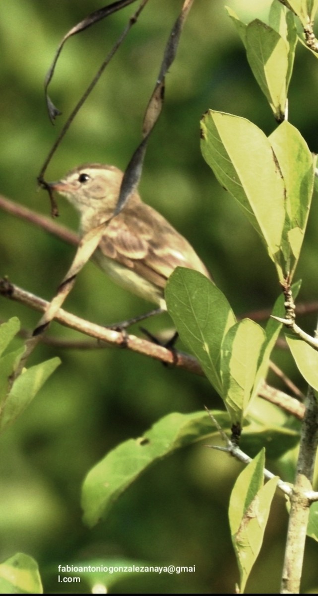 Northern Mouse-colored Tyrannulet - ML619022192