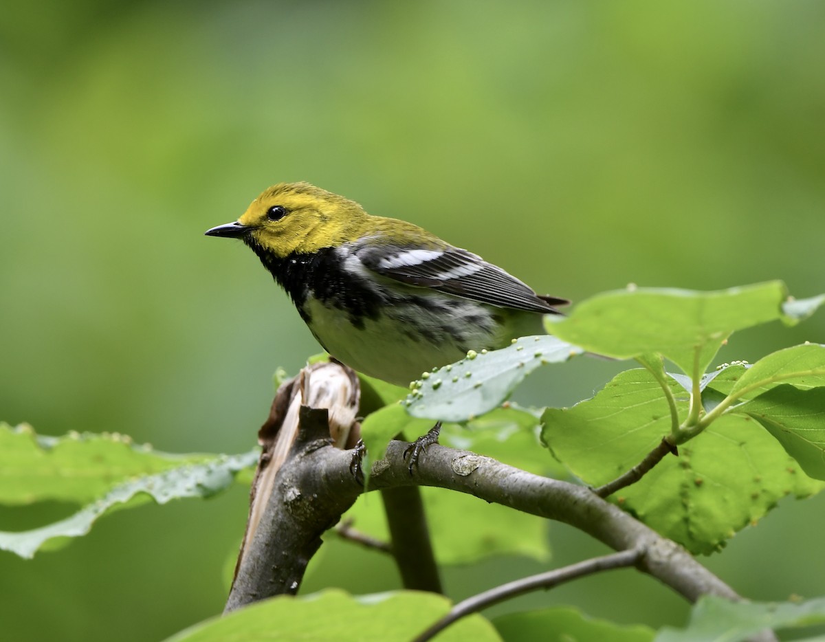 Black-throated Green Warbler - Paul Nielson