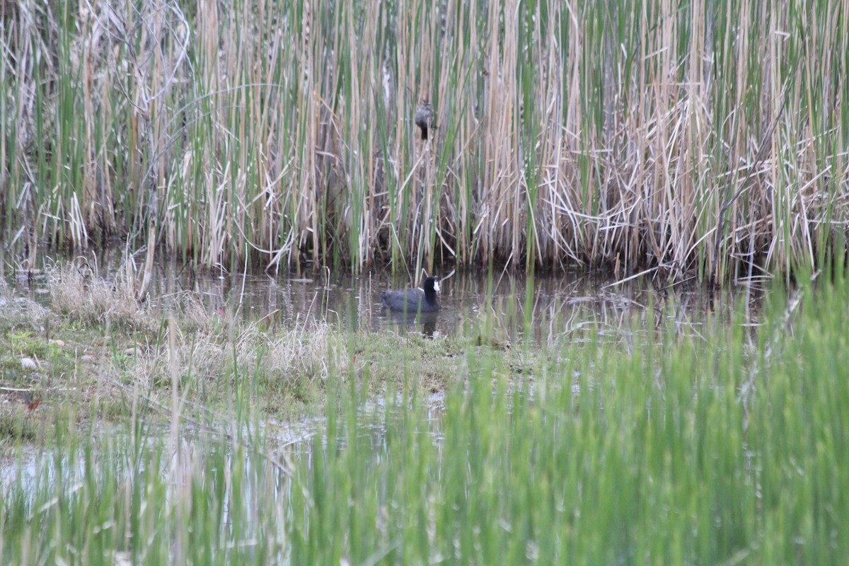 American Coot - ML619022204