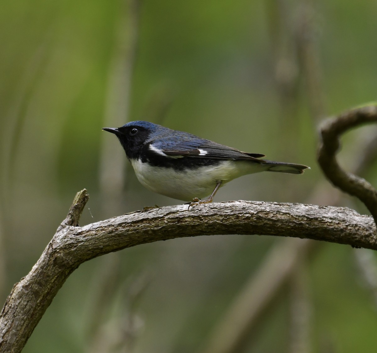 Black-throated Blue Warbler - Paul Nielson