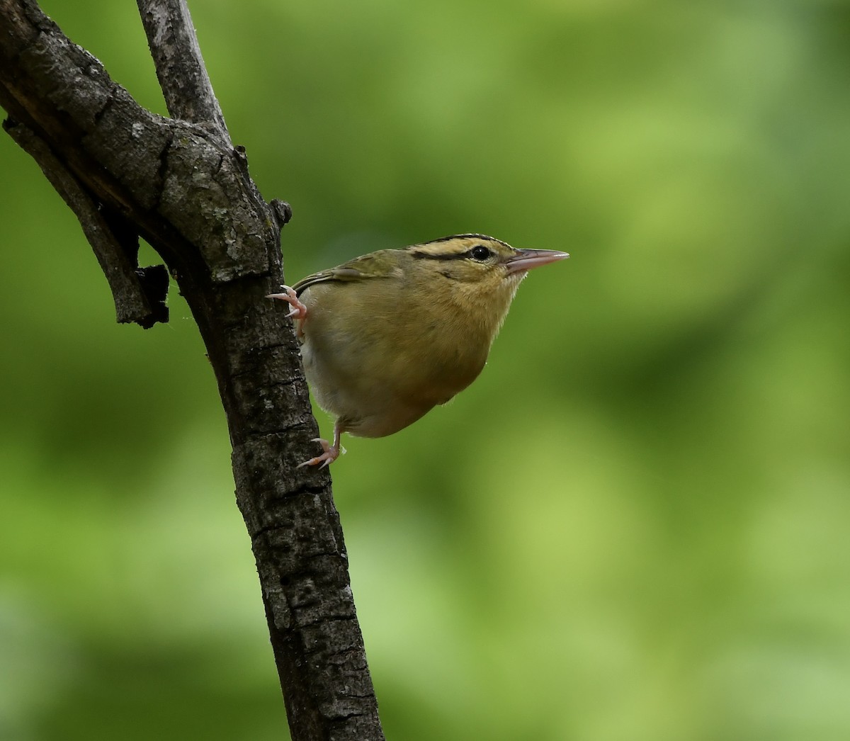 Worm-eating Warbler - Paul Nielson