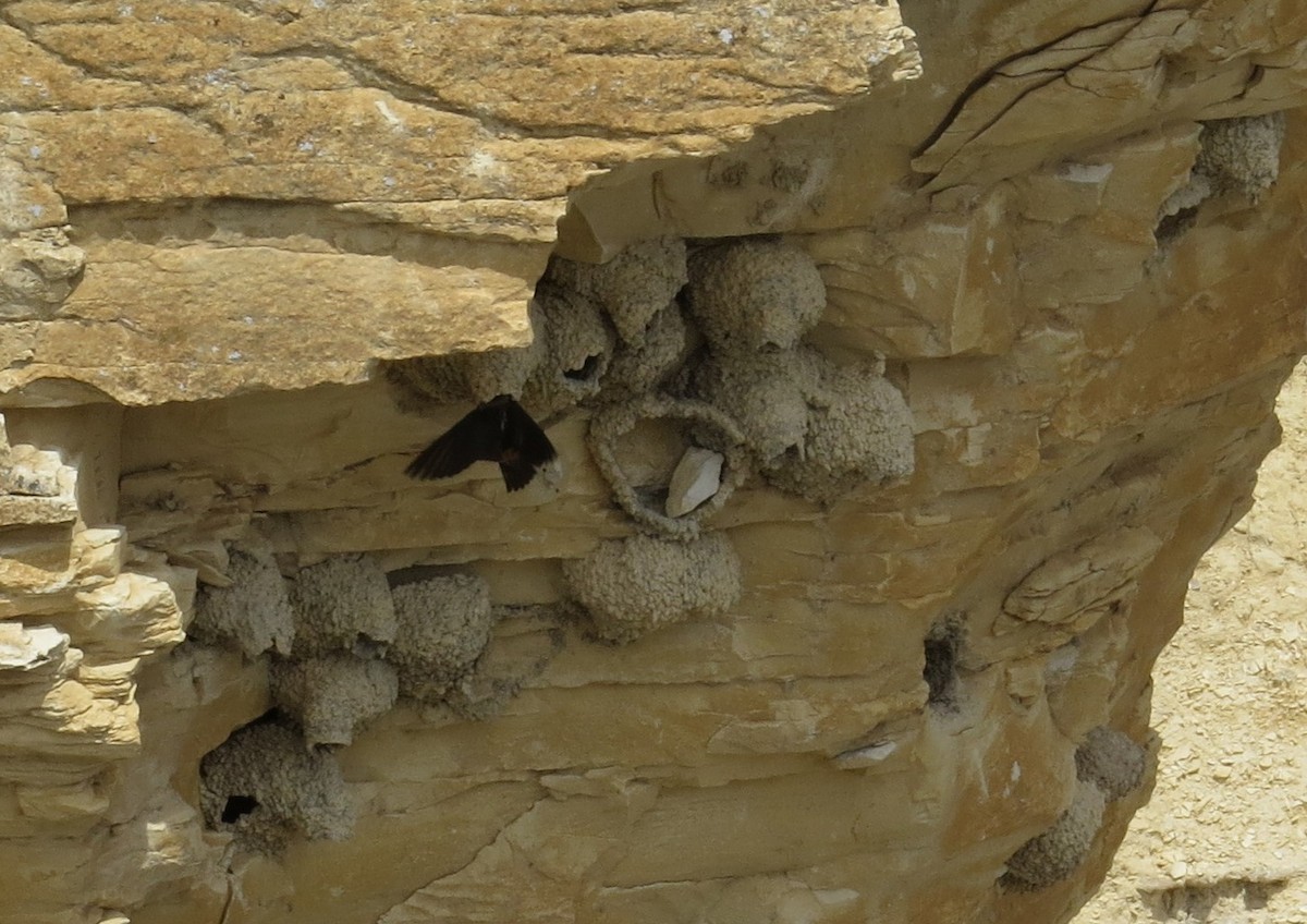 Cliff Swallow - ML619022238