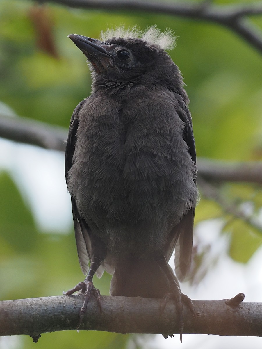 Gray Catbird - Milton Paul