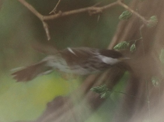 Blackpoll Warbler - Milton Paul