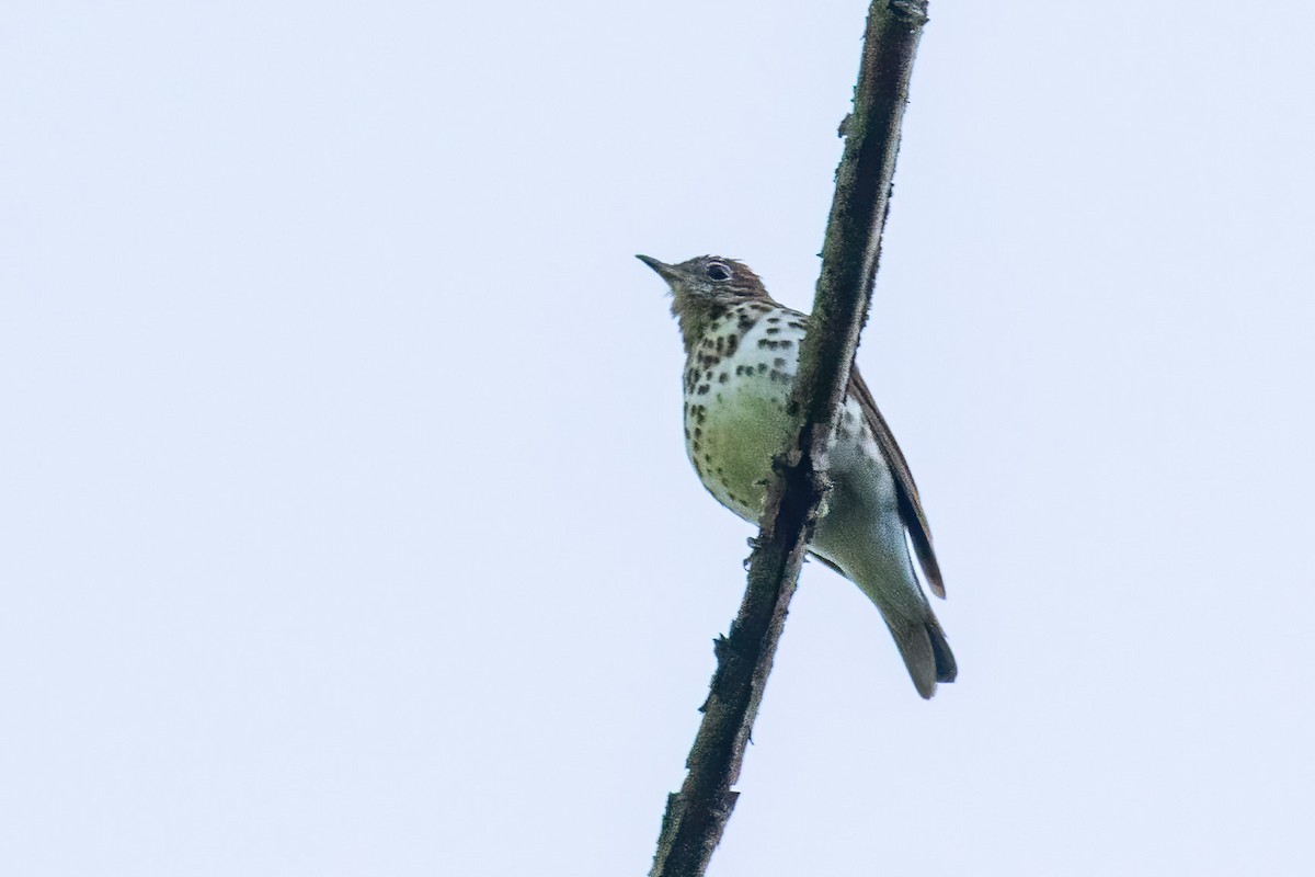 flekkskogtrost - ML619022243