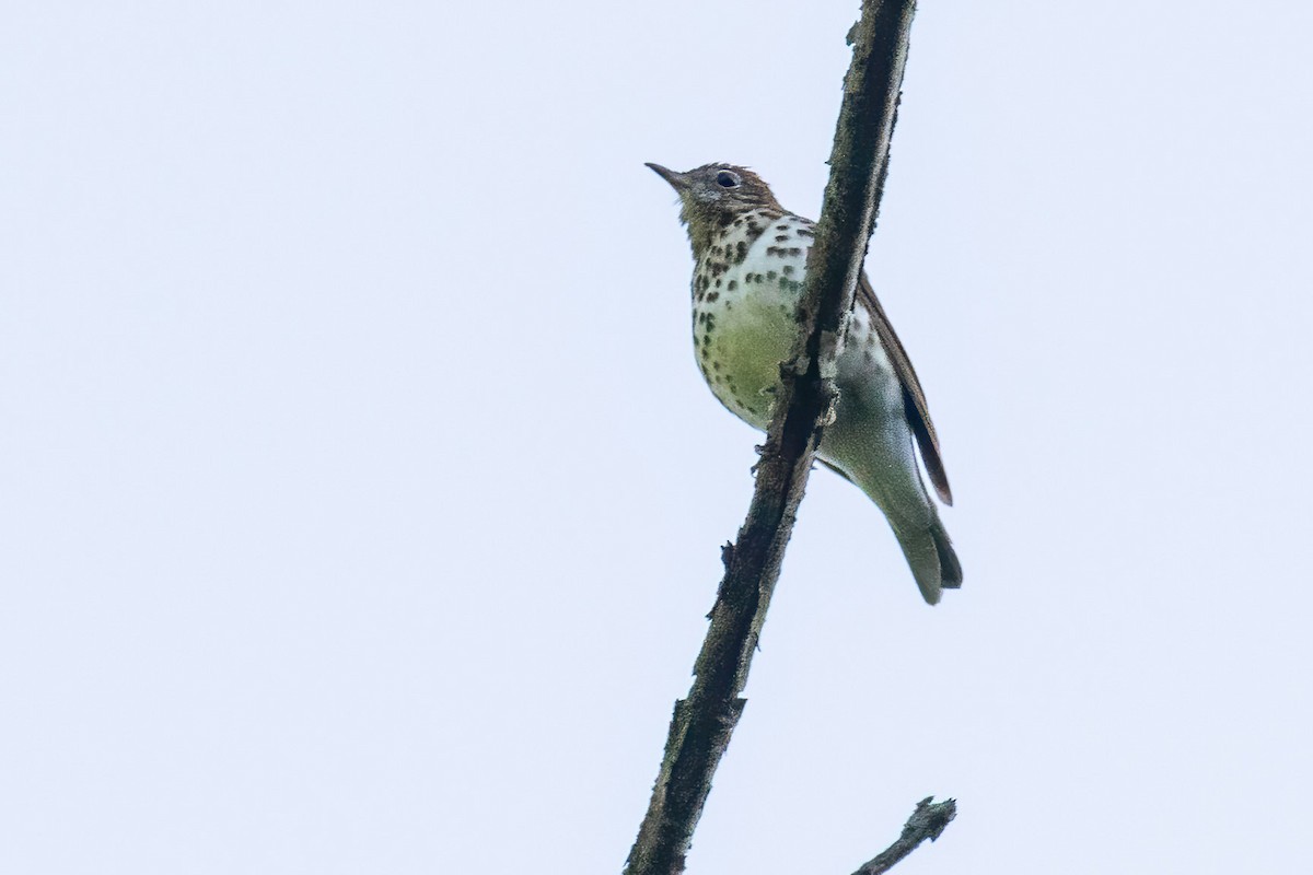 flekkskogtrost - ML619022244