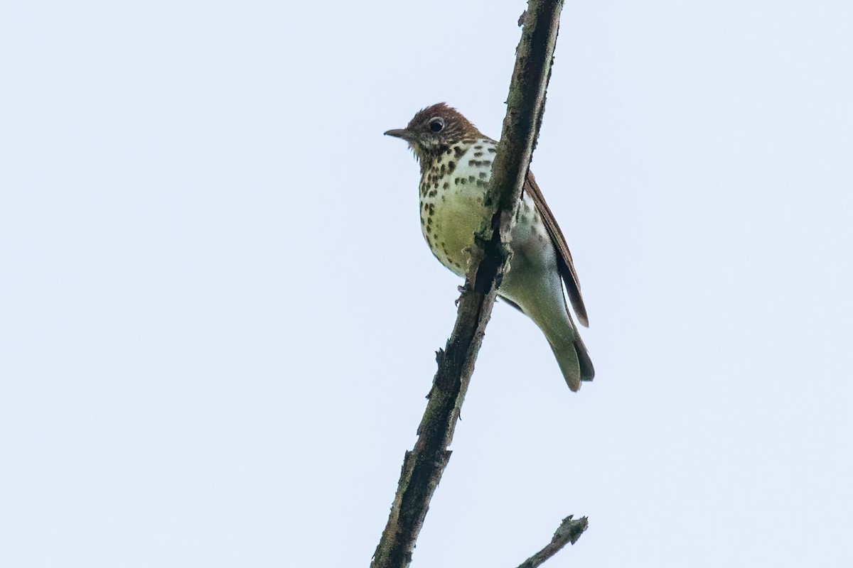 flekkskogtrost - ML619022245