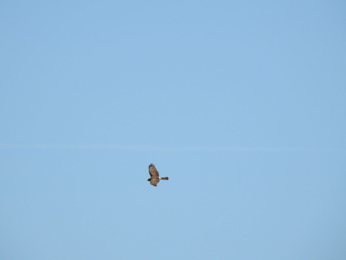 Northern Harrier - ML619022248