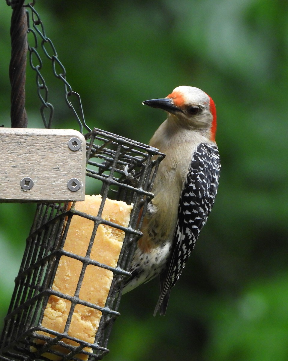 Red-bellied Woodpecker - Constance Griner