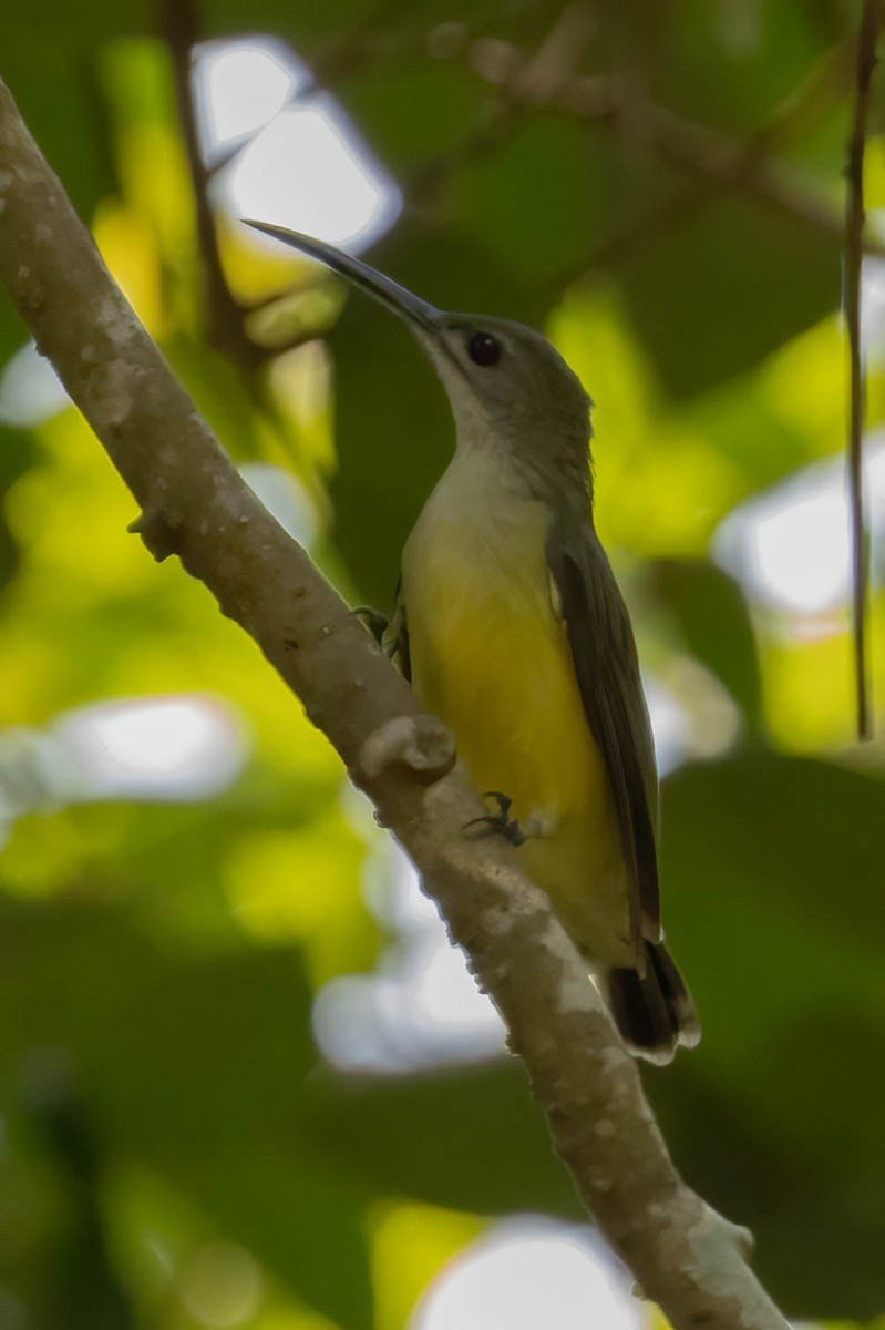 Little Spiderhunter - Neeraja V