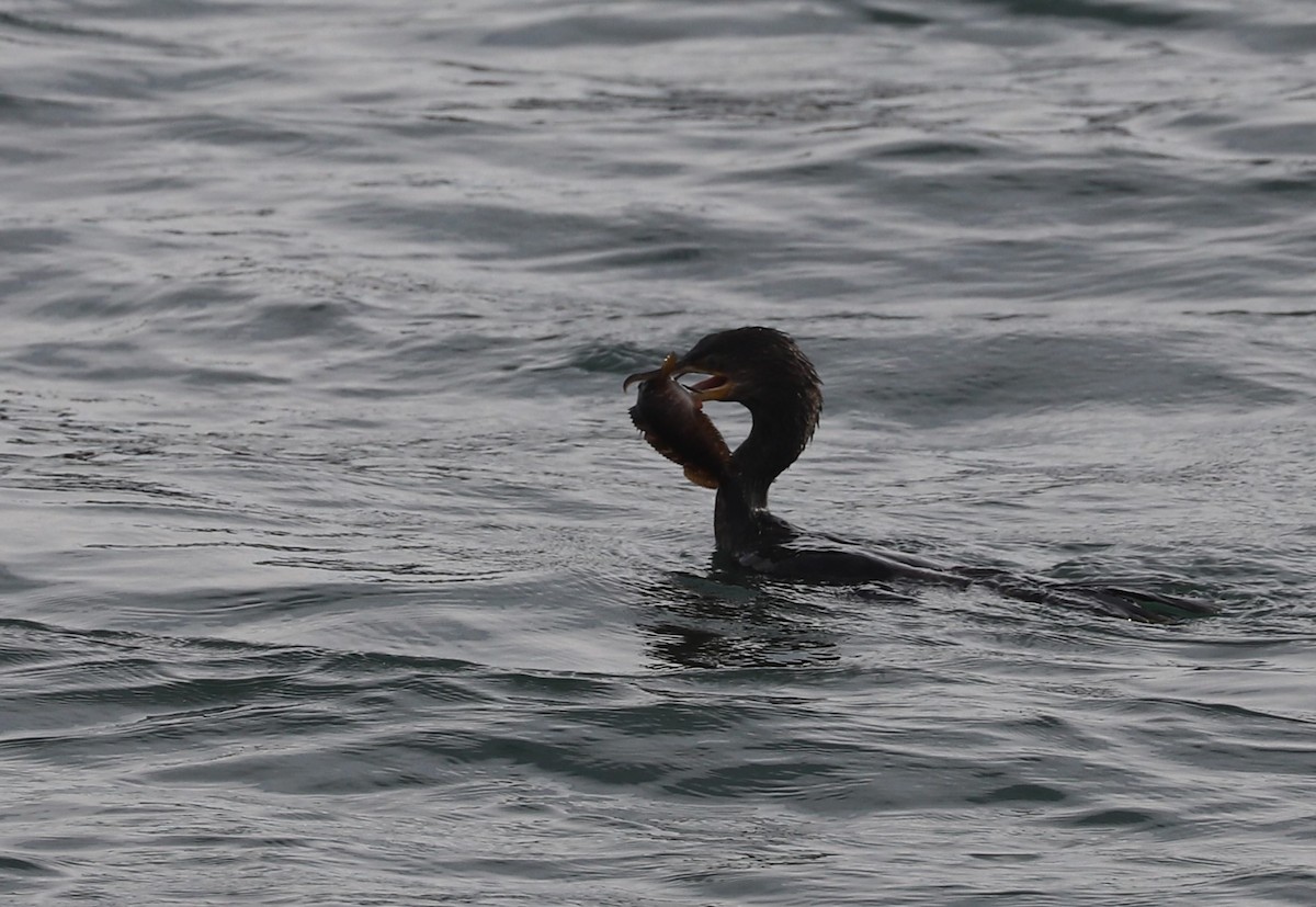 Neotropic Cormorant - ML619022310