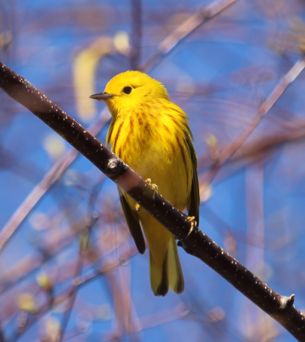 Yellow Warbler - Burke Korol