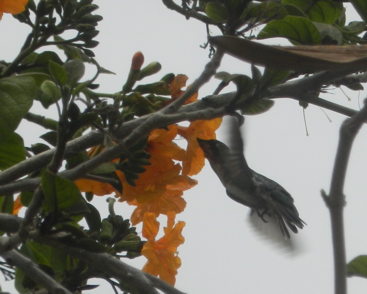 kolibřík lesklý - ML619022317